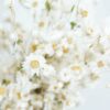 Trockenblumen