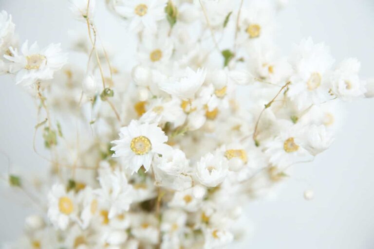 Trockenblumen