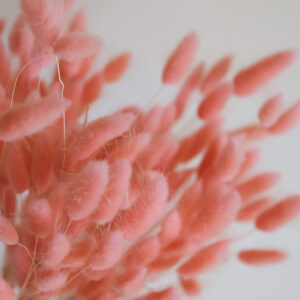 Samtgras (Lagurus) Alt Rosa