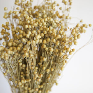 Linium, Flachs Nature
