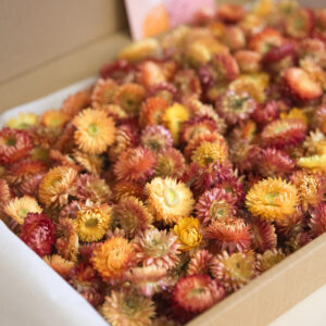 Strohblumen Blütenköpfe Lachs (Helichrysum) 