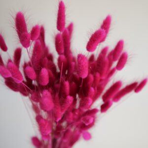 Samtgras (Lagurus) Pink